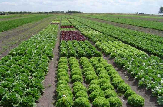 Fermierii, invitaţi să se înscrie în agricultura ecologică