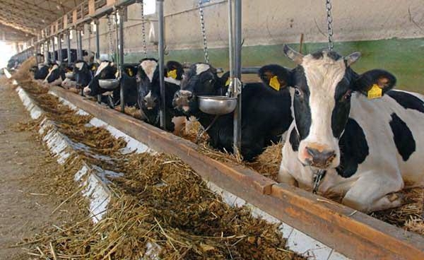 Controale la Gorj pentru identificarea cazurilor de Limbă albastră