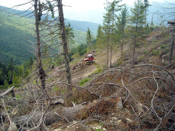 Văcaru îşi trimite Corpul de Control să verifice defrişările de la Novaci