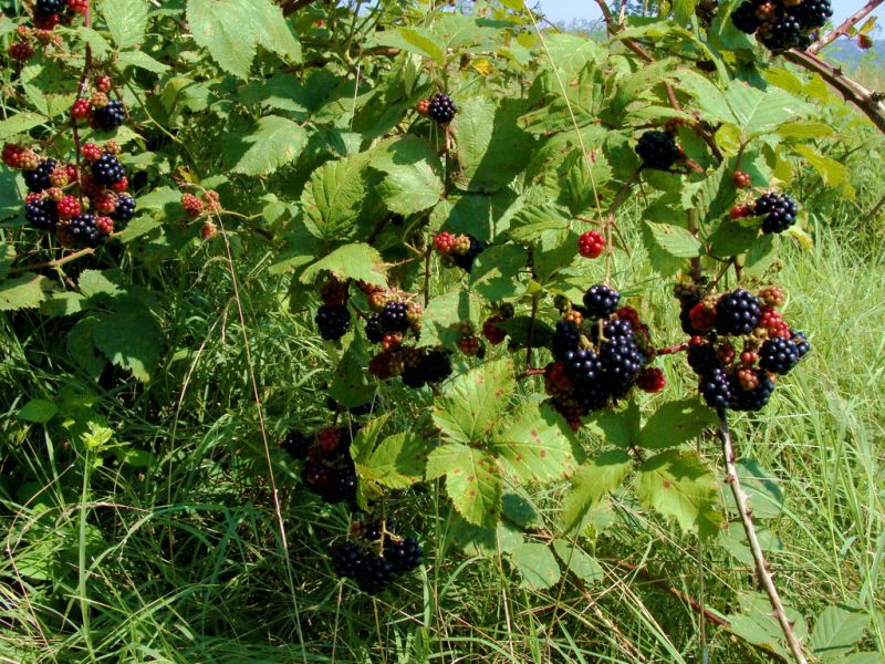 Murele culese din Gorj ajung pe mesele germanilor