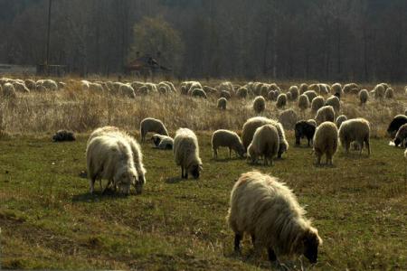 Zeci de bovine şi ovine, suspecte de Boala limbii albastre