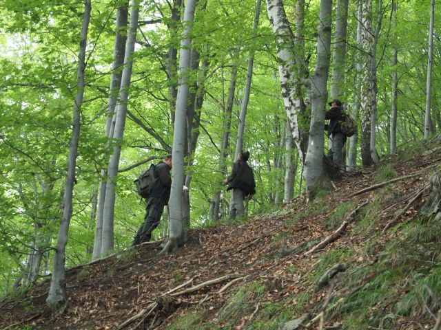 Pădurar acuzat de abuz în serviciu