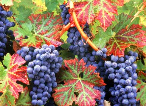 Producţia de struguri din judeţ, afectată de capriciile vremii