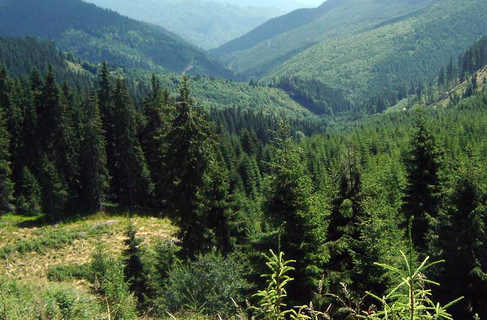 Ciupercari din Gorj, ameninţaţi cu un pistol pe Valea Sebeşului