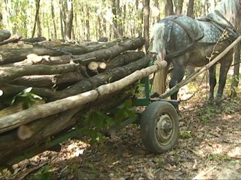 Prins cu căruţa plină de lemne furate