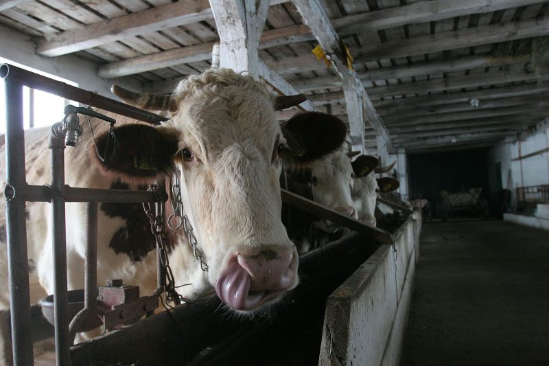 boala limbii albastre