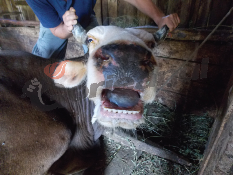 Trei bovine din Gorj, răpuse de Boala Limbii albastre