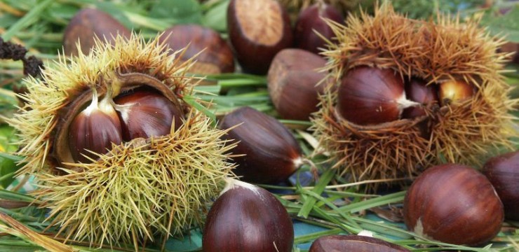 Festivalul Castanului, din nou la Tismana