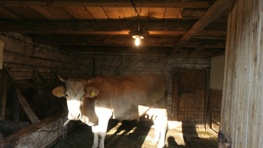 Fermierii, obligaţi să informeze APIA Gorj dacă le-au murit animalele