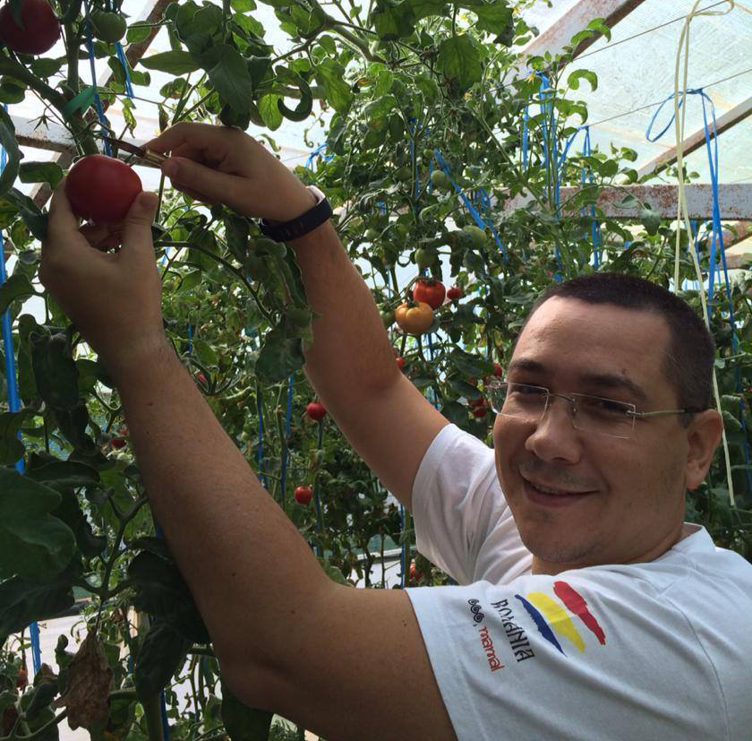 Familia Ponta şi-a petrecut week-end-ul culegând roşii