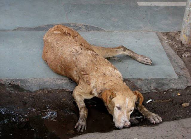 Rabia, eradicată pe teritoriul judeţului