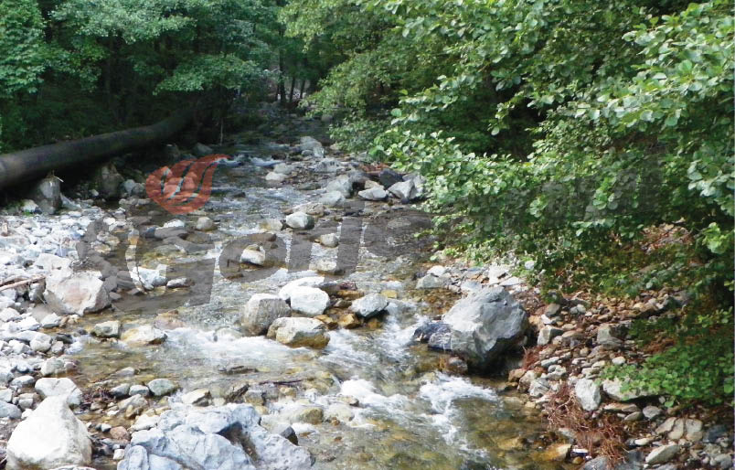 Pe Şuşiţa Verde în sus