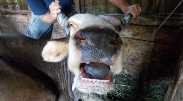 Gorj: Focar de boala limbii albastre la bovine