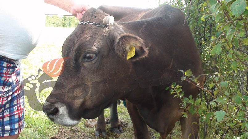 În Gorj: 70 de focare de Boala limbii albastre şi 16 decese