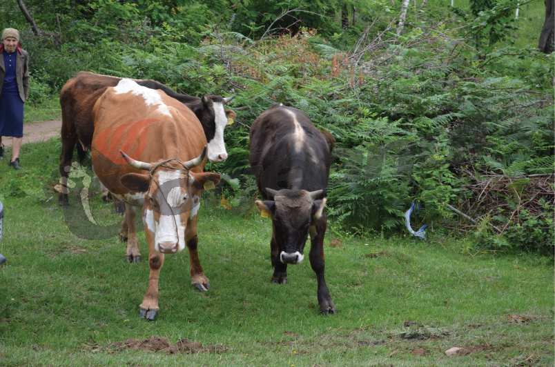Vaccinarea, recomandată numai în zonele unde evoluează “limba albastră”