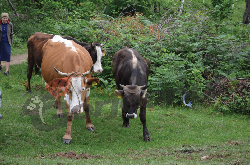 Gorjul, locul patru la cazurile de Boala limbii albastre