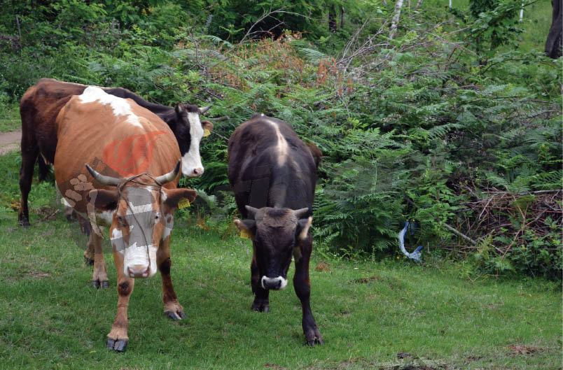 Boala limbii albastre, încă prezentă în Gorj