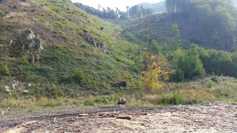 Bărbierii forestieri privaţi au ras Valea Sohodolului