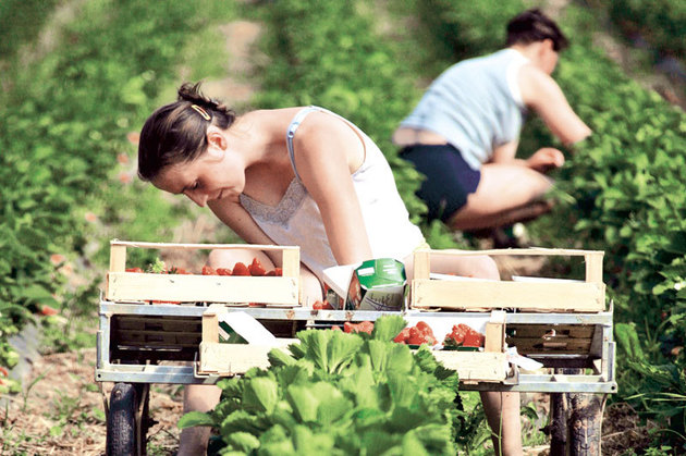 În ianuarie, la Târgu-Jiu / Bursa pentru cules căpşuni în Spania