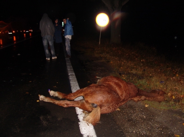 Accident provocat de un cal la Brăneşti