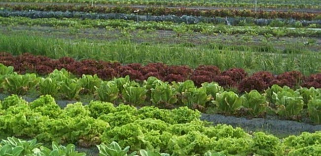 Fermierii gorjeni, dezinteresaţi de ajutorul de minimis pentru agricultura ecologică