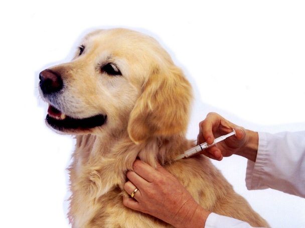 Câinii cu stăpân din Gorj, vaccinaţi împotriva rabiei