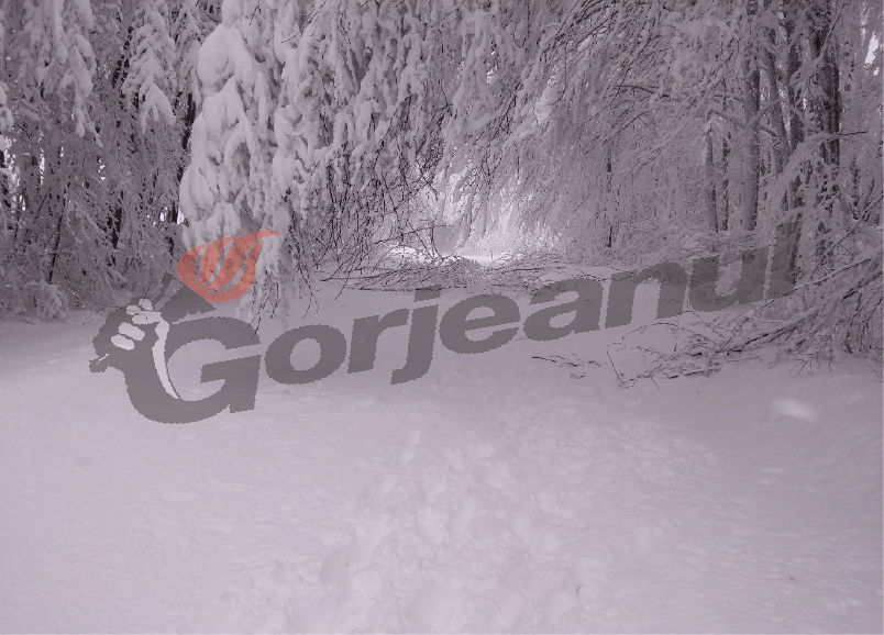 Drumarii gorjeni, la muncă pe Godeanu