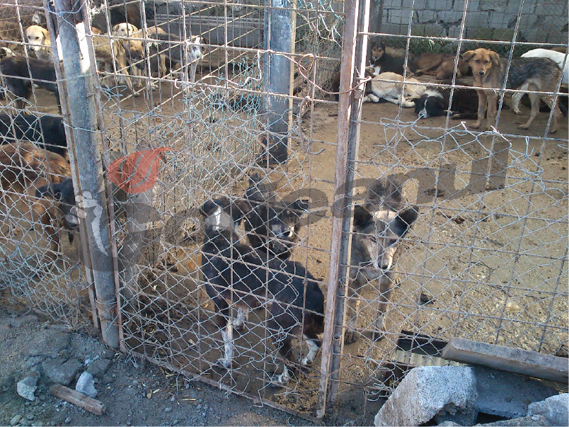 Adăpost pentru 380 de câini la Centrul Canin Târgu-Jiu