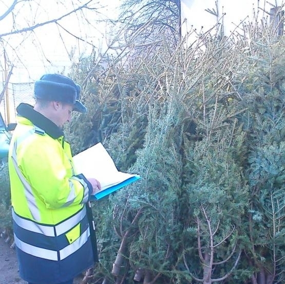 Pomi de Crăciun, confiscaţi de poliţişti