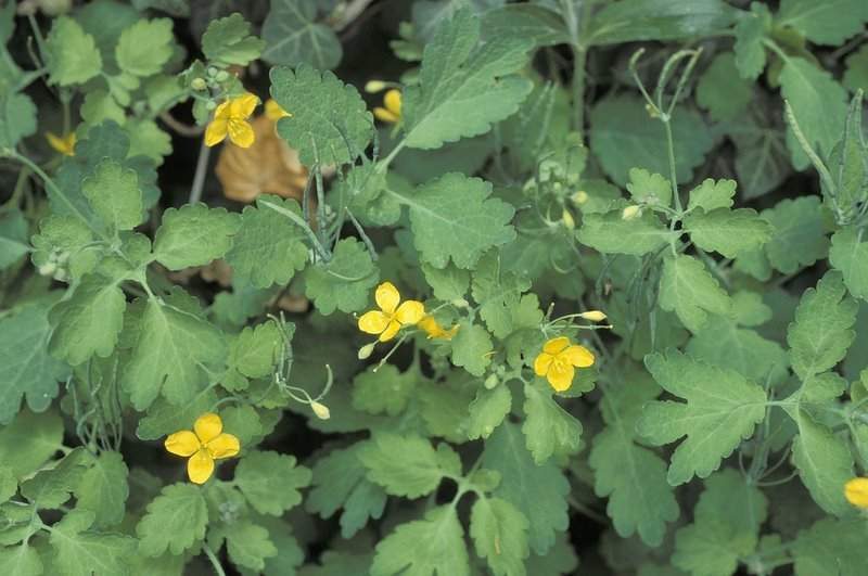 Plante din Farmacia Domnului – Rostopasca