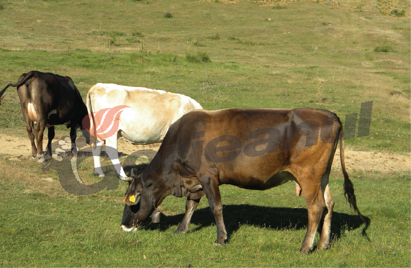 Animalele din judeţ, vaccinate împotriva antraxului