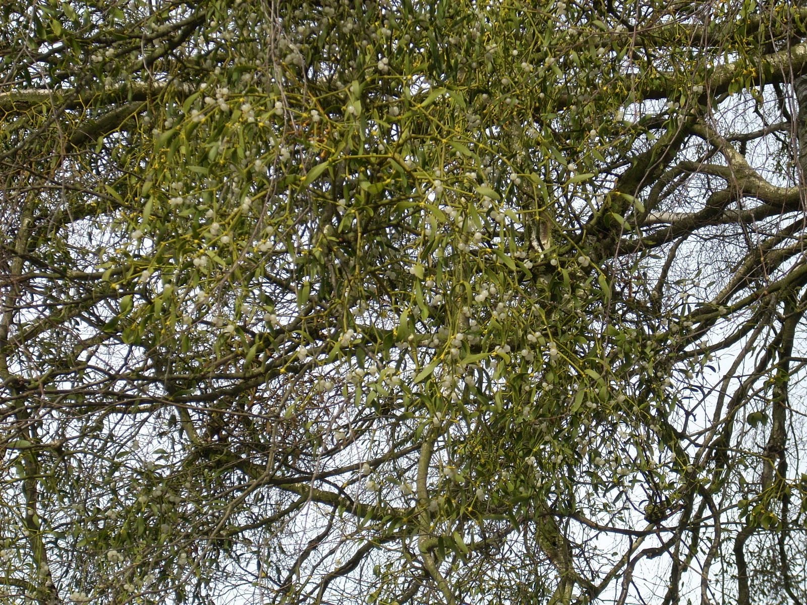 Plante din Farmacia Domnului – Vâscul