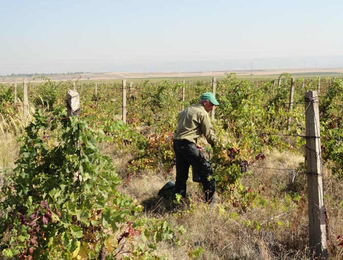 Bani mai mulţi pentru zilierii din judeţ