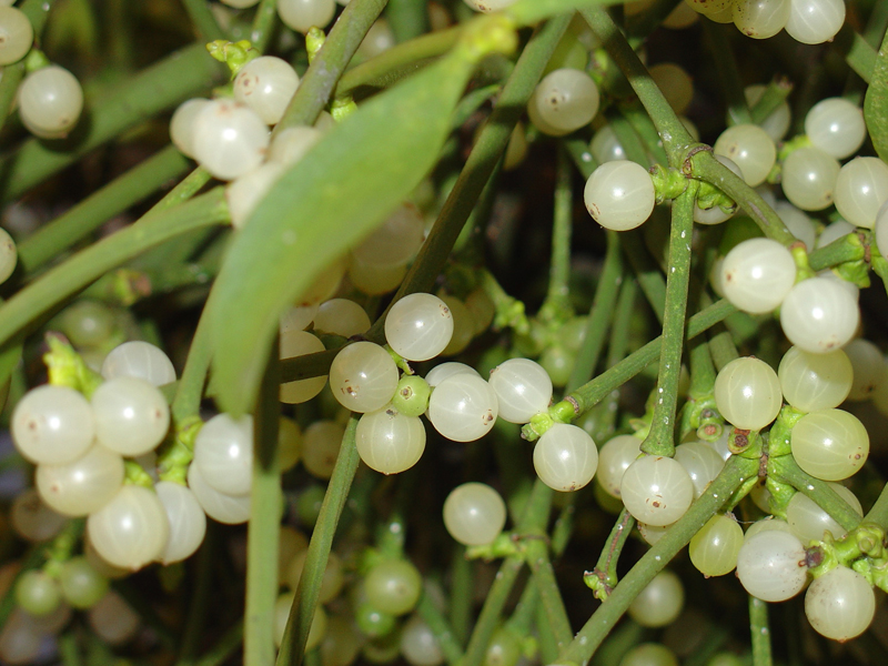 Plante medicinale din Farmacia Domnului / Din nou despre VÂSC