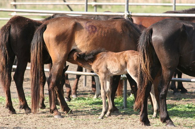 Primul caz de anemie infecţioasă, apărut la Crasna