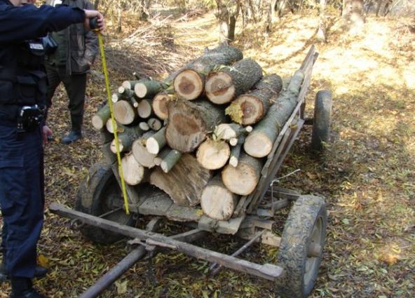 Prinşi la furat de lemne