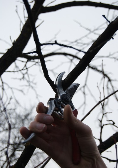 Lucrări agricole în repausul vegetativ – Tehnologia efectuării tăierilor la pomii fructiferi.