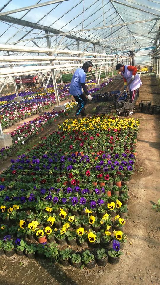 50.000 de panseluţe şi 7000 de muşcate înfrumuseţează Târgu-Jiul