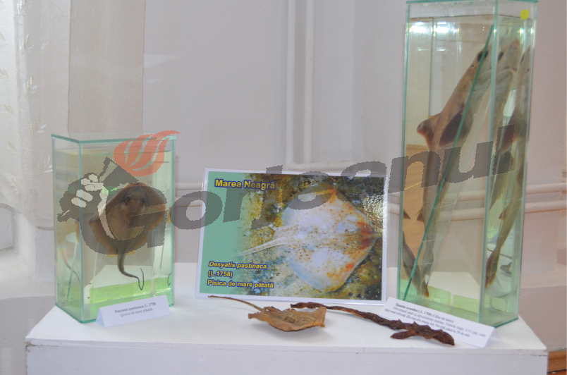 „Călătorie în adâncul mărilor şi oceanelor”, la Muzeul Judeţean Gorj