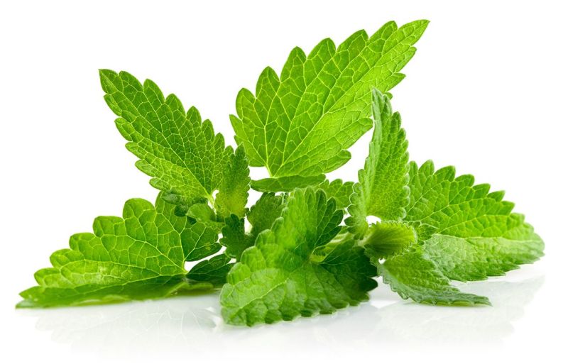 Plante medicinale din Farmacia Domnului – Izma (menta)