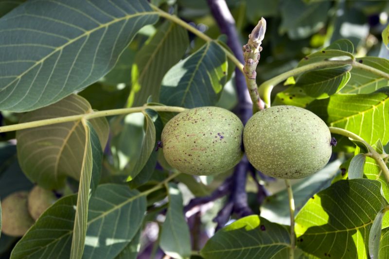 Amintiri din Casa Amintirilor* / Brădiceni de nucă verde