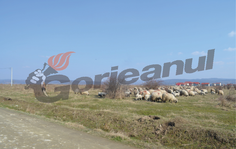 A intrat în vigoare interdicția de pășunat!
