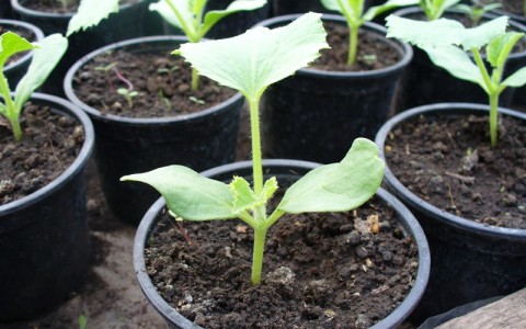 „Primăvara Oraşului” s-a amânat