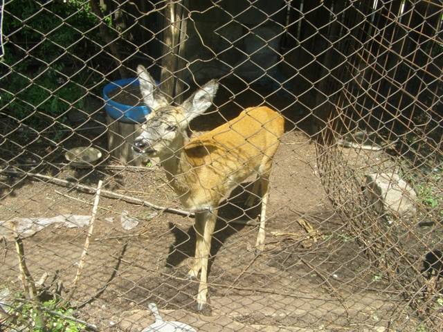 Dosar penal pentru braconaj
