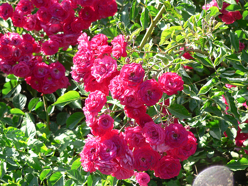 Idei de afaceri – Cultivarea trandafirilor pentru dulceaţă