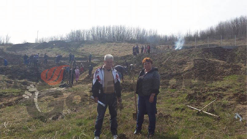 Primăriţa de Stoina plantează 2000 de salcâmi