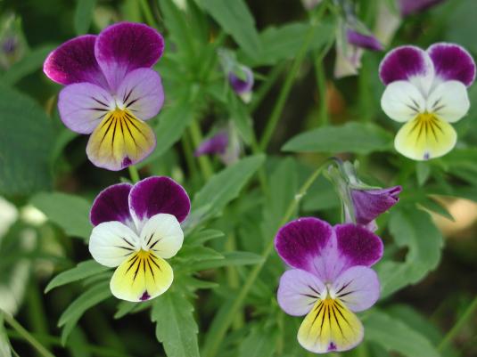 Plante medicinale din Farmacia Domnului – Trei fraţi pătaţi(Viola tricolor)
