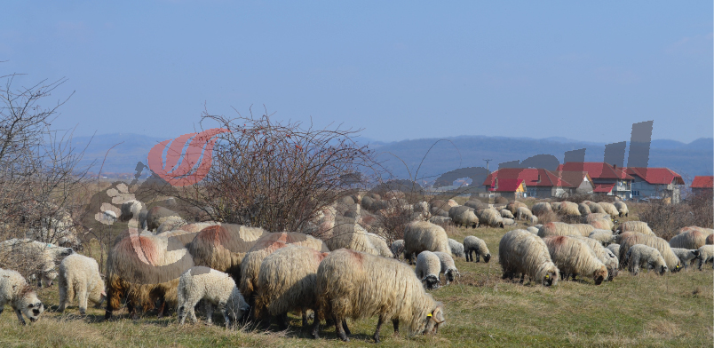 Peste 4.000 de miei au ajuns pe mesele gorjenilor