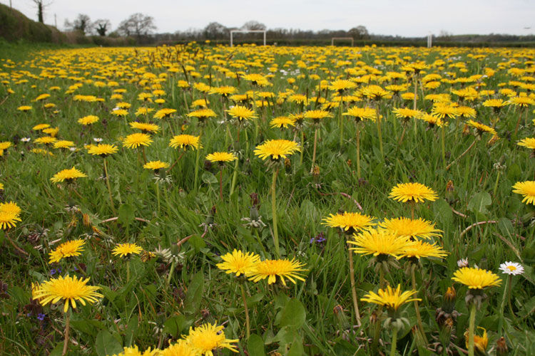 Plante medicinale din Farmacia Domnului – Păpădia (Taraxacum officinale)