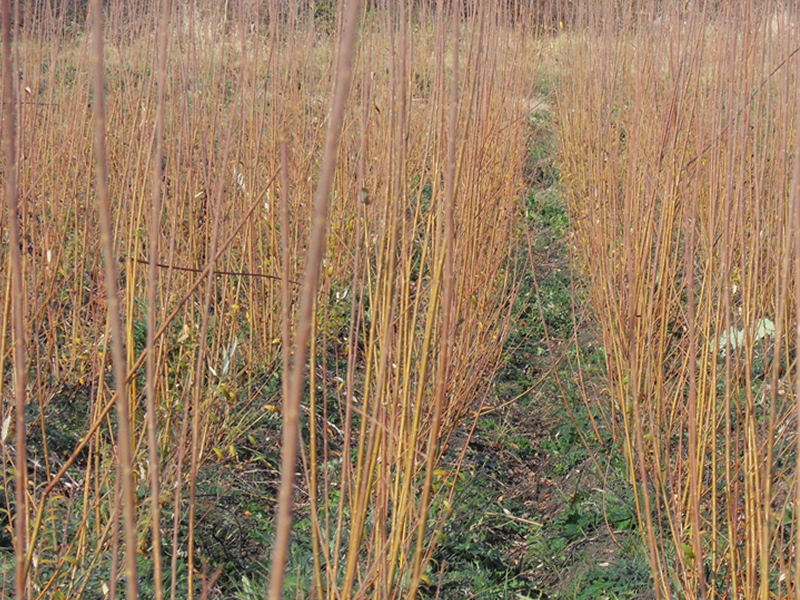Idei de afaceri – Plantaţie de salcie energetică